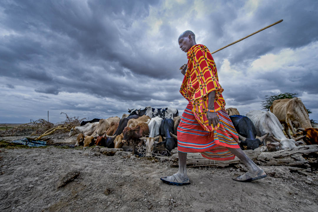 Maasai Herder — Under gathering storm